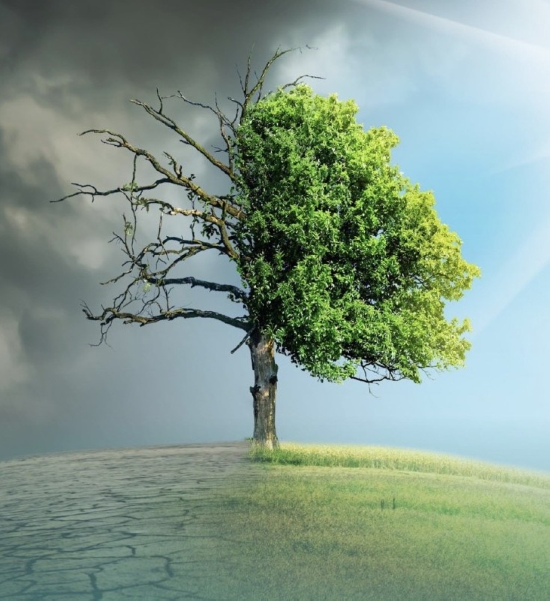 القانون البيئي السعودي: حماية واستدامة الموارد الطبيعية