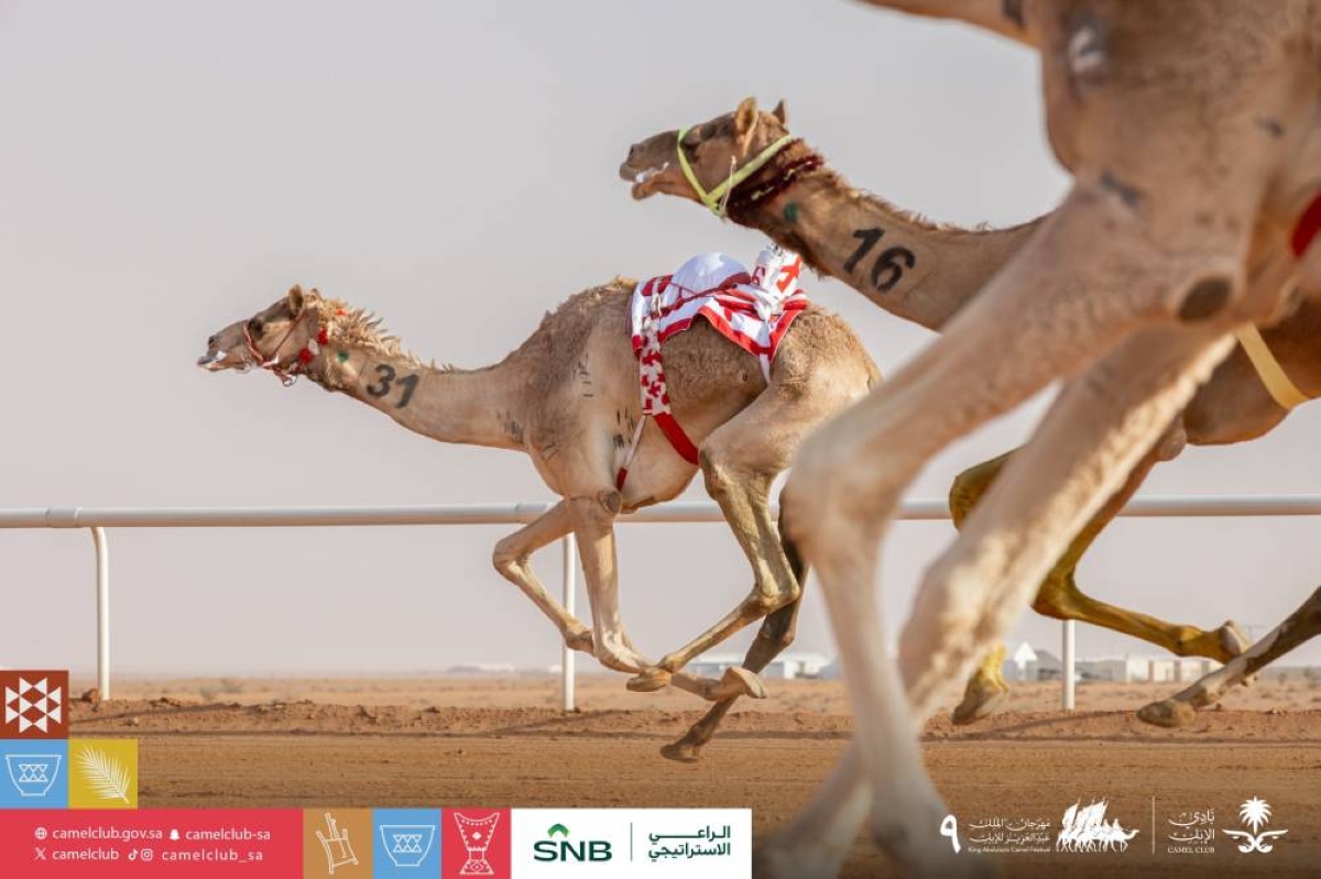 جوائز مهرجان ولي العهد للهجن: 50 مليون ريال في سبتمبر