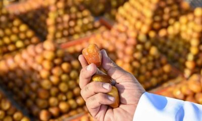 كرنفال التمور: دبلوماسية فريدة بحضور السفراء