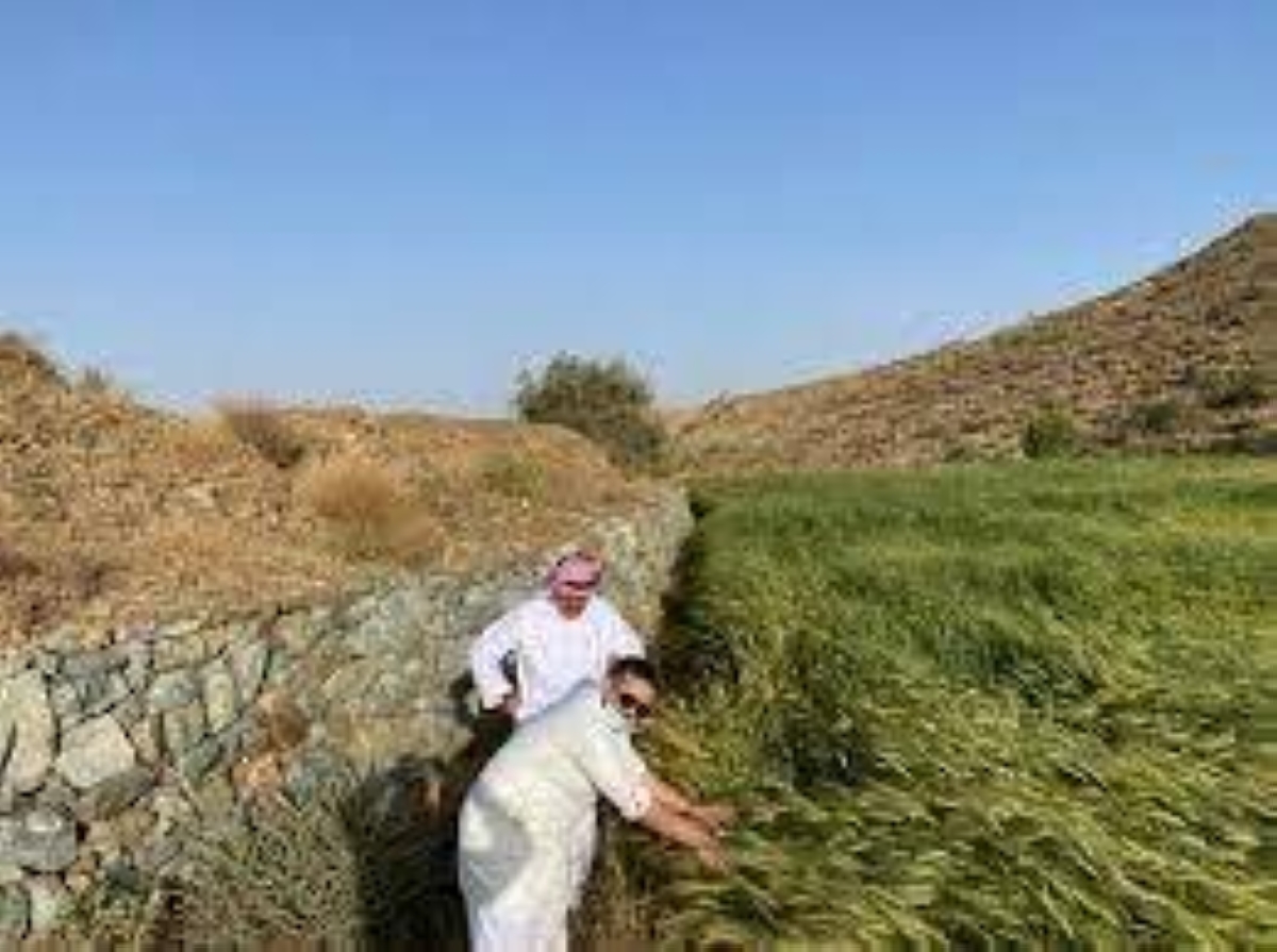 استمرار مبادرة المدرجات وحصاد الأمطار في الباحة