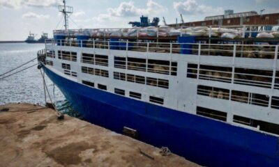 تصدير 7000 رأس غنم من ميناء طرطوس: تفاصيل الشحنة