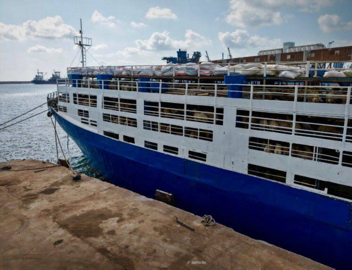 تصدير 7000 رأس غنم من ميناء طرطوس: تفاصيل الشحنة