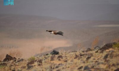 احتفال عالمي بيوم التوعية بالنسور: أهمية وحماية