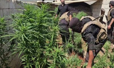 ضبط مزرعة مخدرات بريف حلب بواسطة الأمن السوري