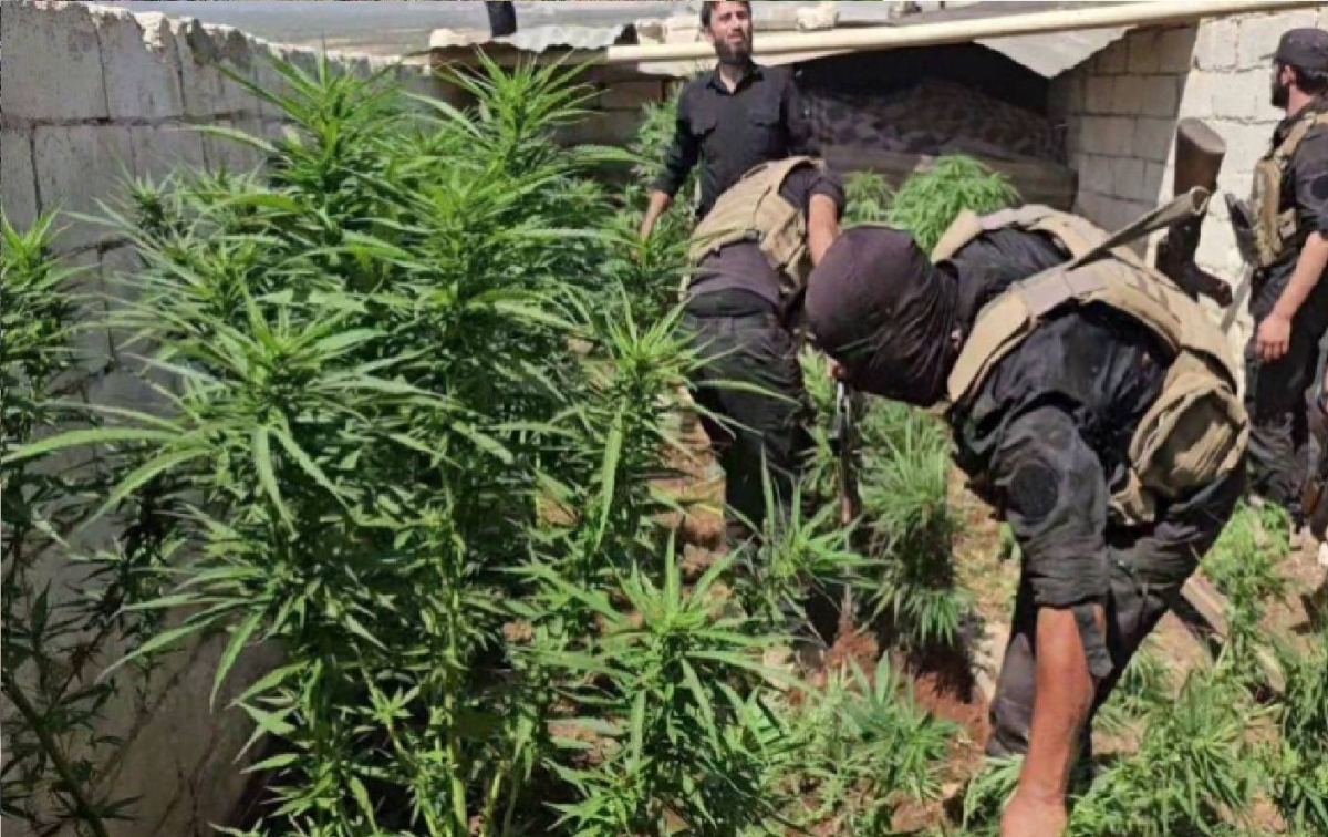 ضبط مزرعة مخدرات بريف حلب بواسطة الأمن السوري