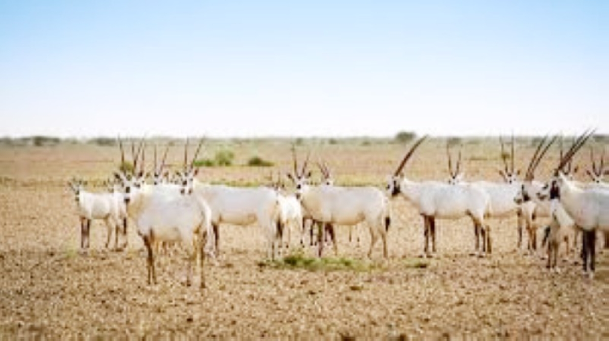 غرامة مليوني ريال لتجاوز تراخيص المناطق المحمية