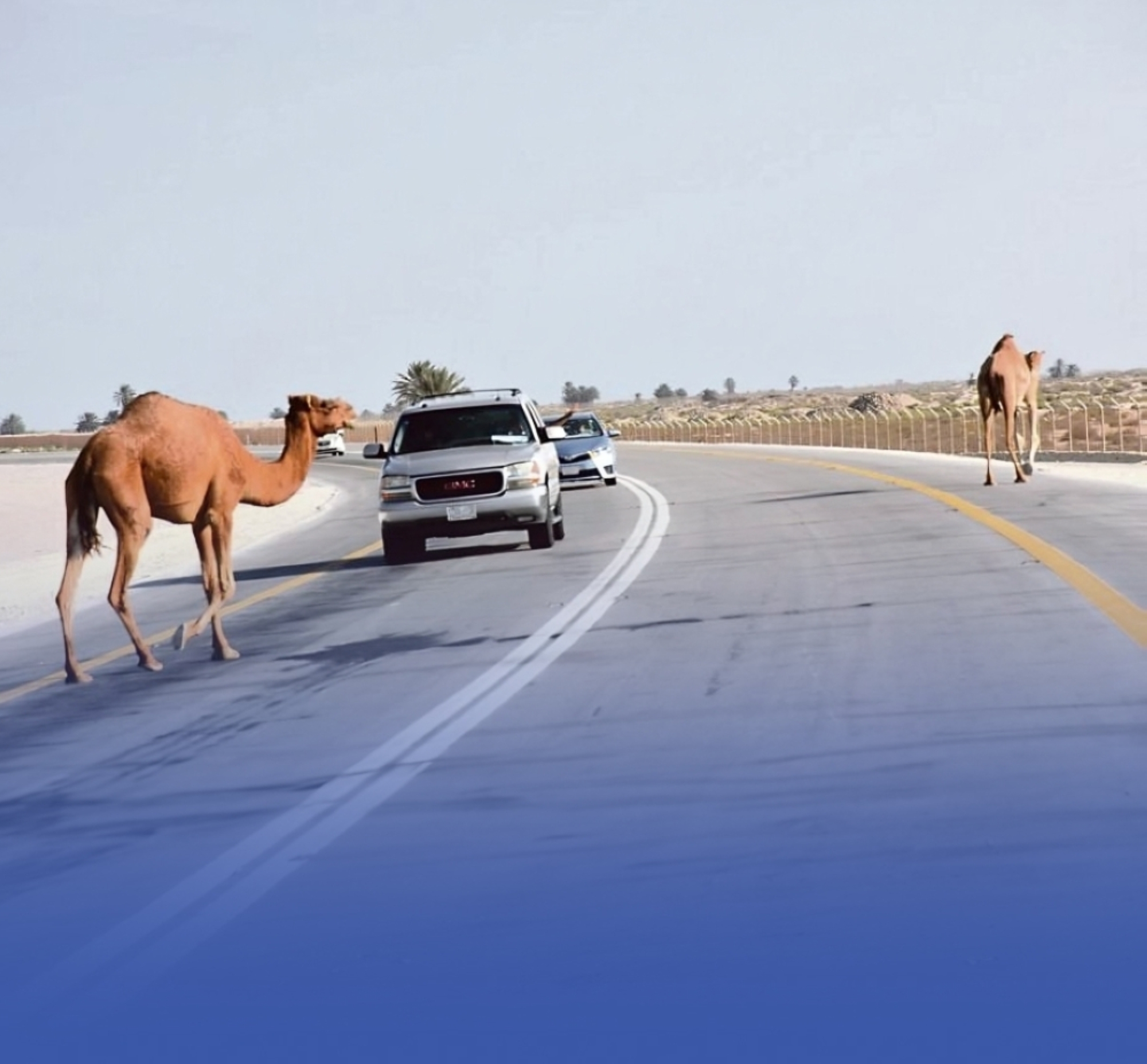 حوادث الإبل في السعودية: إحصائيات وتدابير وقائية جديدة