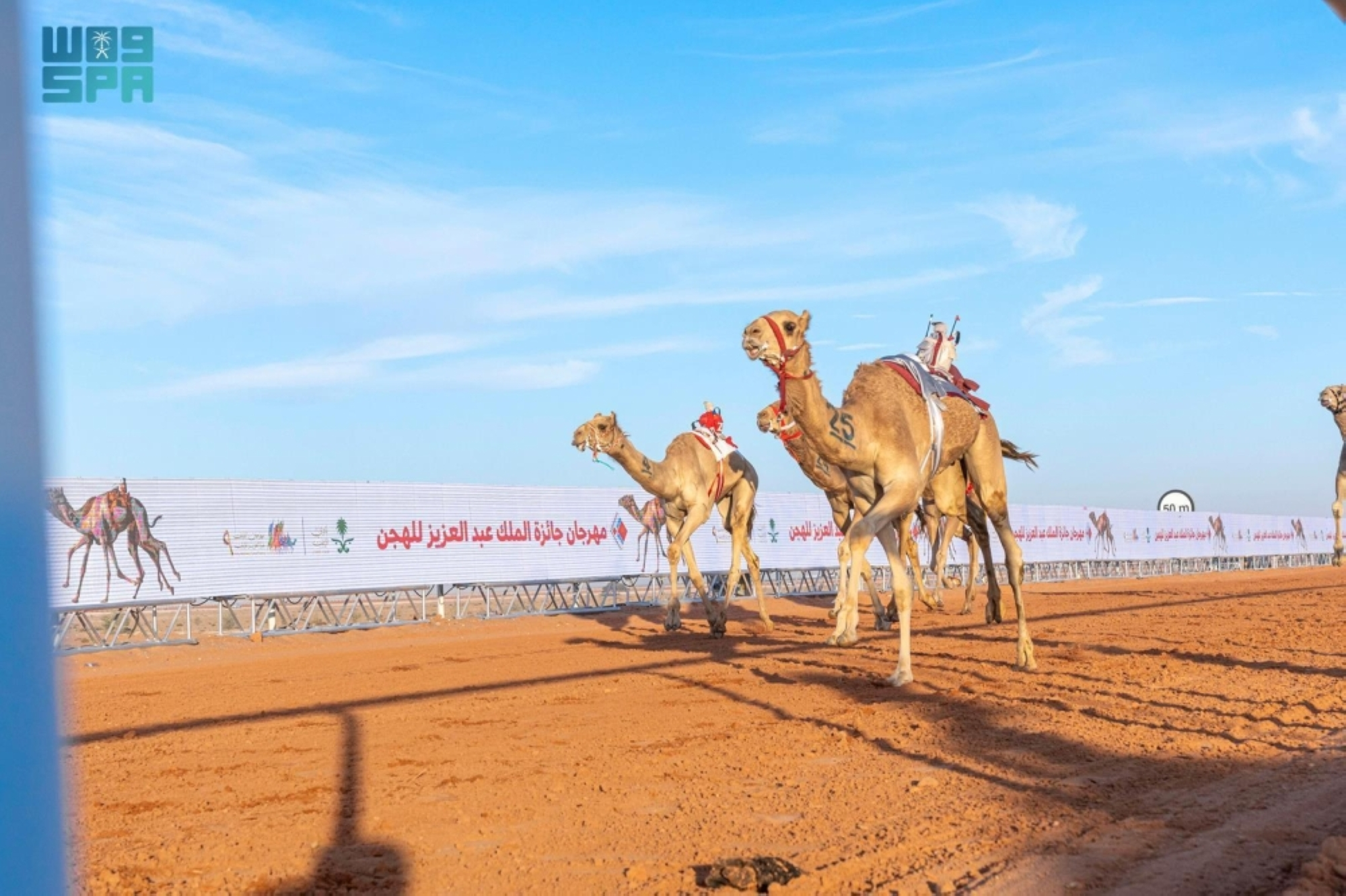 نتائج مهرجان الملك عبدالعزيز للإبل: تتويج أبطال الوضح والشعل