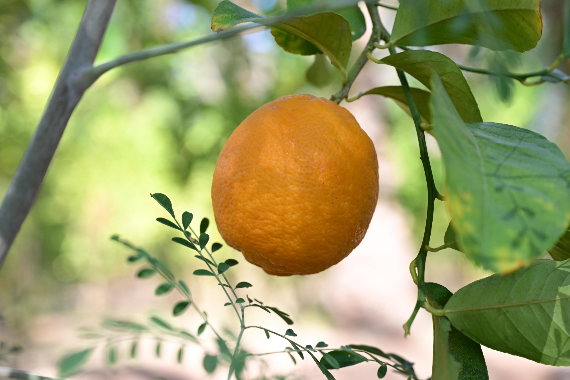 موسم العلا للحمضيات: اكتشف كنوز الواحة الزراعية