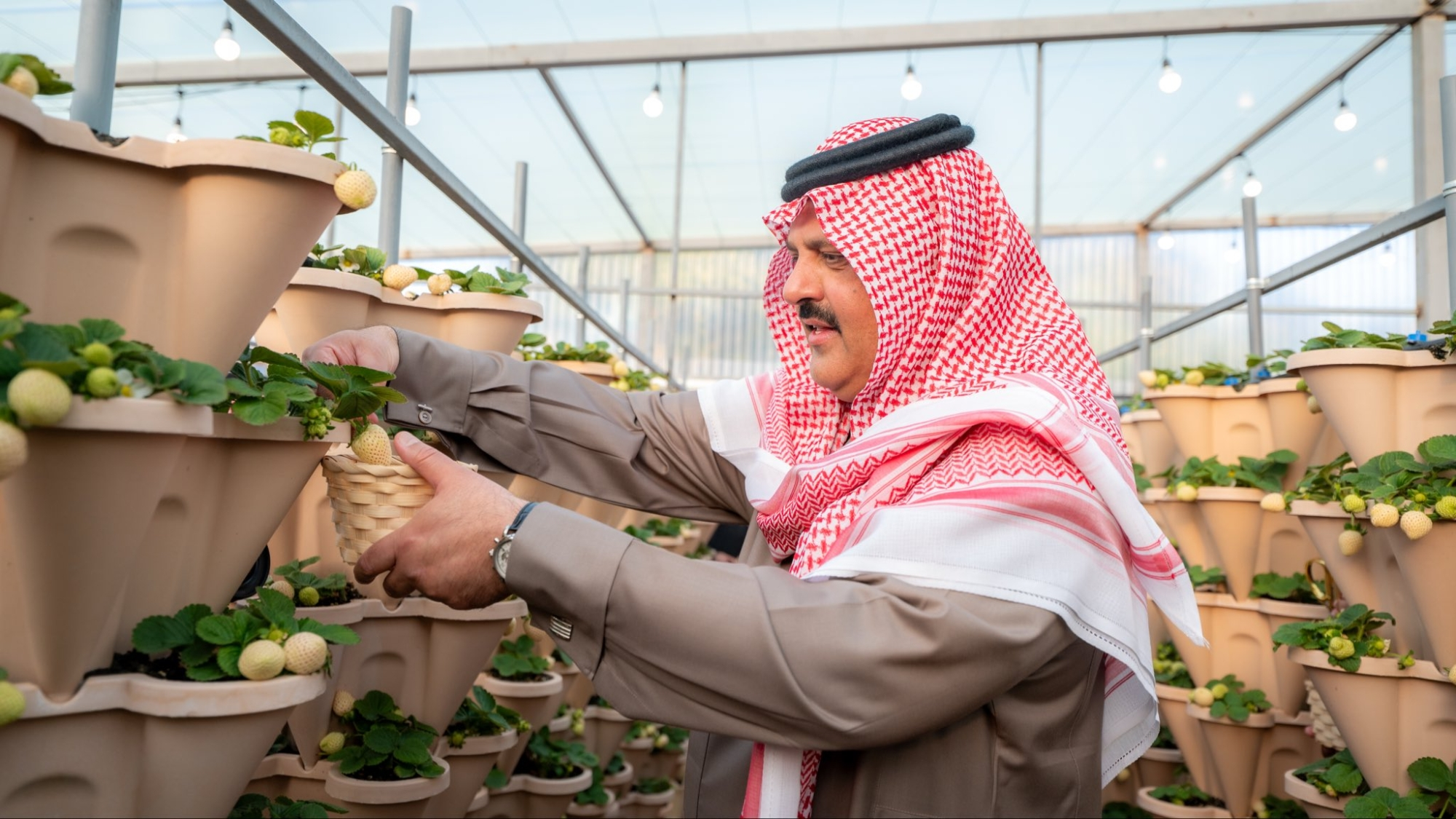 السعودية ثالث منتج للفراولة البيضاء عالميًا بإنجاز من حائل