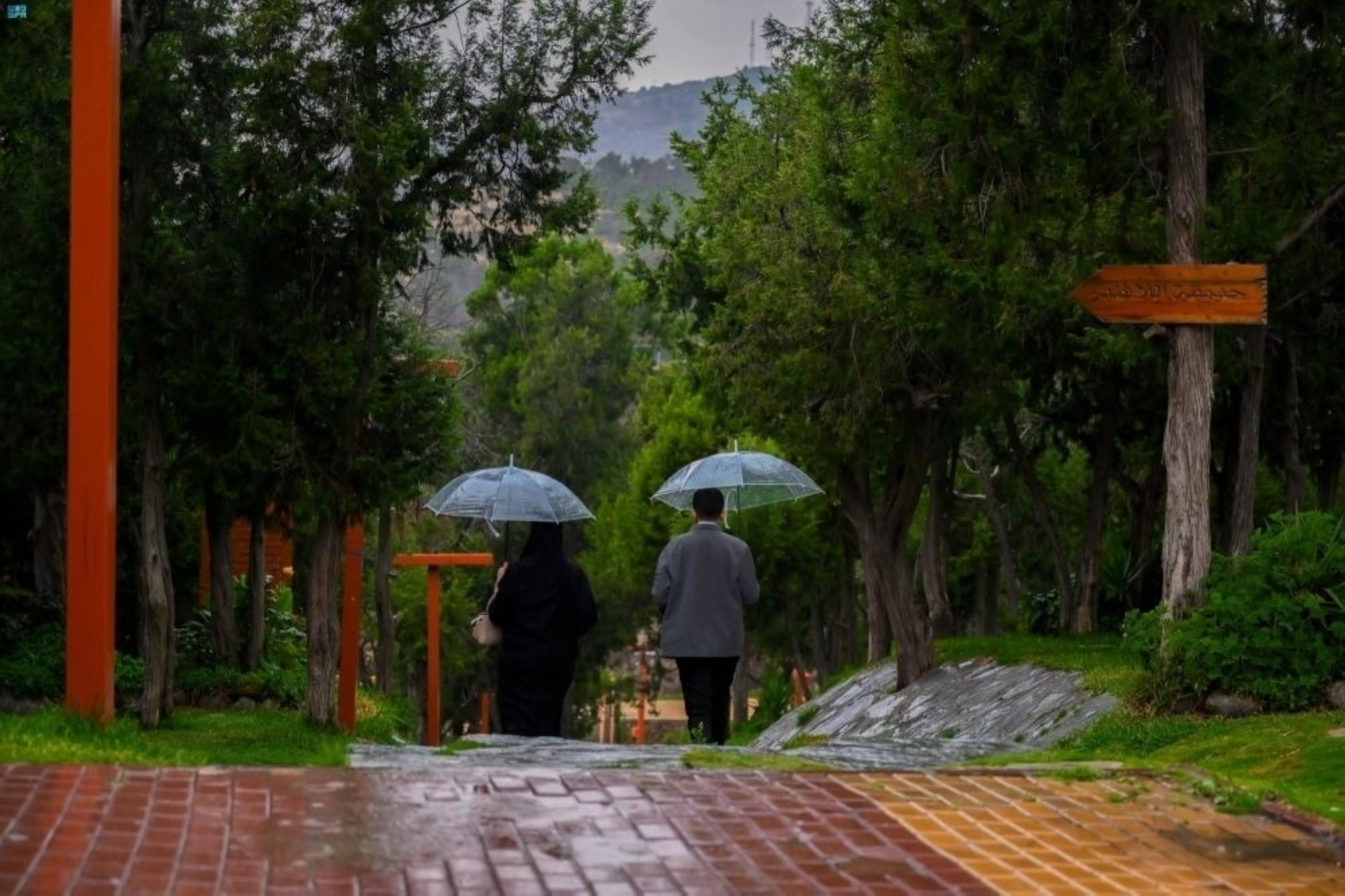 Saudi Arabia weather: Cold wave, rain, and fog in 7 key regions