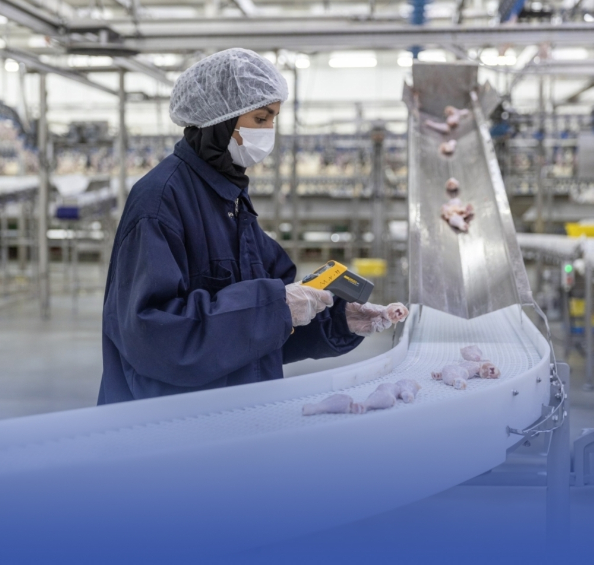 سعودي قاب: 90% من إنتاج الدواجن بالمملكة يعزز الأمن الغذائي