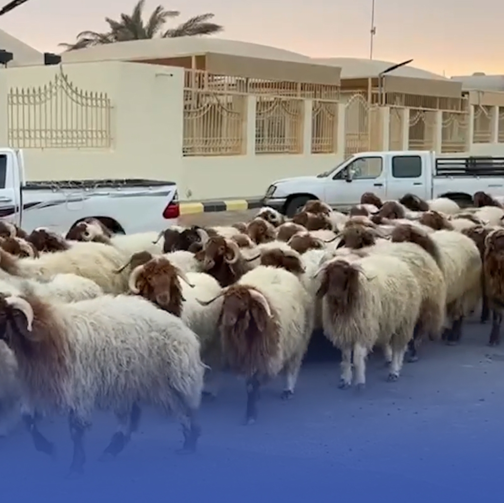 السعودية تسلم مصر وفلسطين حصص الهدي والأضاحي لعام 1445