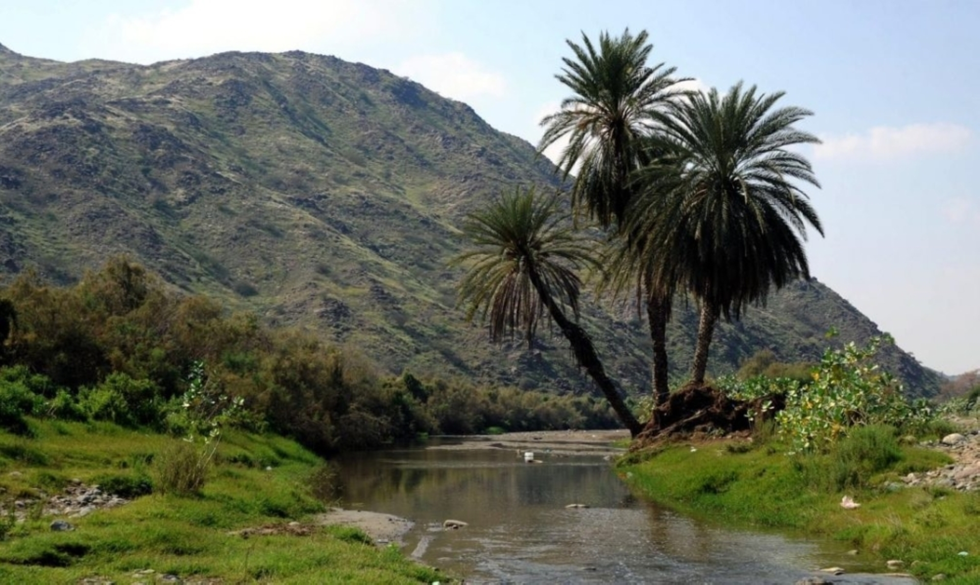 Jazan: 165 native plants boost Saudi Arabia's Green Initiative