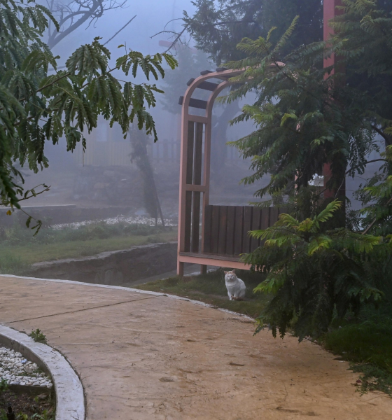 توقعات طقس السعودية اليوم: أمطار وضباب وغبار